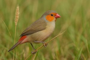Image of an Orange cheeked waxbill