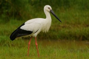 Image of a Oriental Stork in its natural habitat
