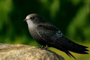 Image of a Pacific swift