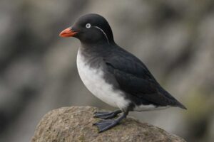 Image of a Parakeet auklet