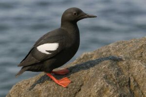 Image of a Pigeon Guillemot in its natural habitat