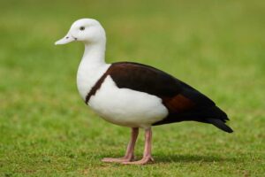 Image of a Radjah shelduck