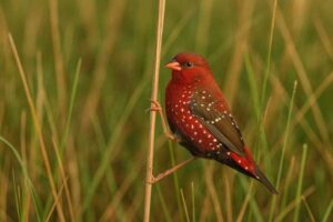 Image of a Red avadavat