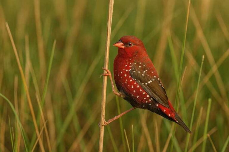 Image of a Red avadavat