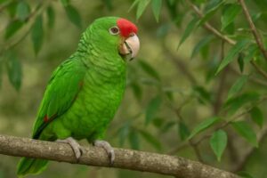 Image of a Red crowned amazon
