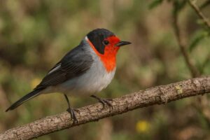 Image of a Red-faced Warbler in its natural habitat