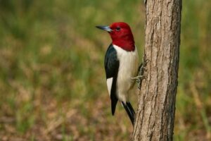 Image of a Red headed woodpecker