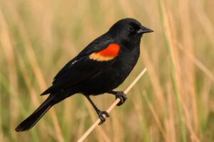 Image of a Red winged blackbird