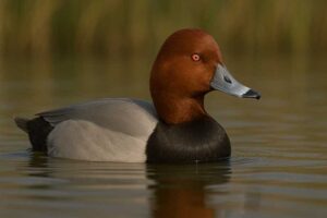 Image of a Redhead duck