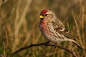 Image of a Redpoll in its natural habitat
