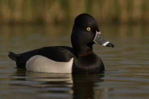 Image of a Ring necked duck