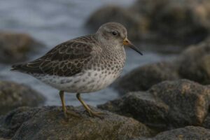Image of a Rock Sandpiper in its natural habitat