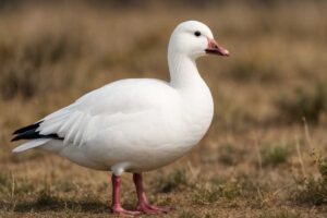 Image of a Ross's goose