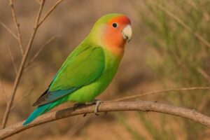 Image of a Rosy faced lovebird