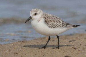 Image of a Sanderling in its natural habitat