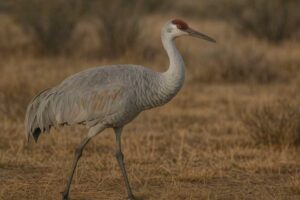 Image of a Sandhill crane
