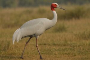 Image of a Sarus crane