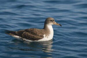 Image of a Scopoli's Shearwater in its natural habitat