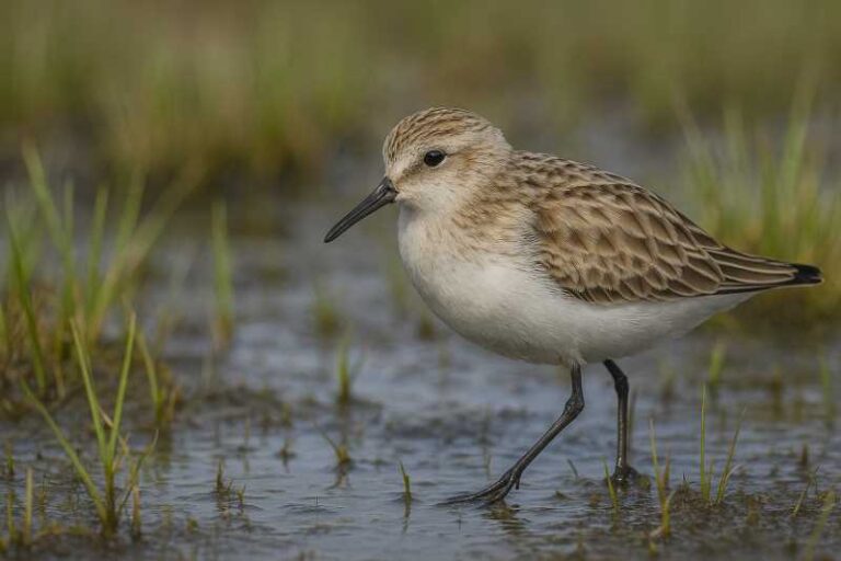 Image of a Semipalmated Sandpiper in its natural habitat