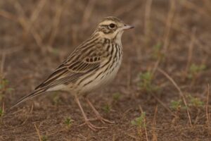 Image of a Siberian pipit