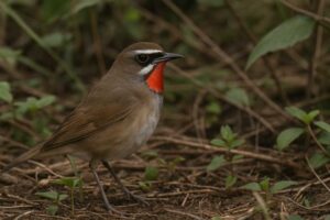 Image of a Siberian Rubythroat in its natural habitat