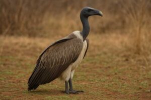 Image of a Slender-billed Vulture in its natural habitat