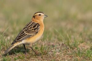 Image of a Smith's Longspur in its natural habitat