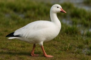 Image of a Snow goose