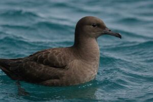 Image of a Sooty shearwater