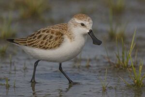 Image of a Spoon-billed Sandpiper in its natural habitat
