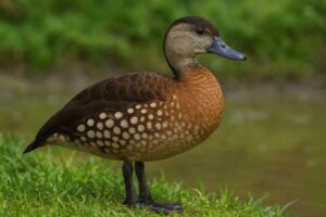 Image of a Spotted whistling duck next to water