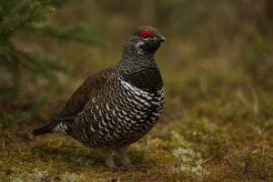 Image of a Spruce Grouse in its natural habitat