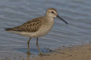 Image of a Stilt Sandpiper in its natural habitat