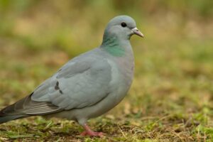 Image of a Stock Dove in its natural habitat