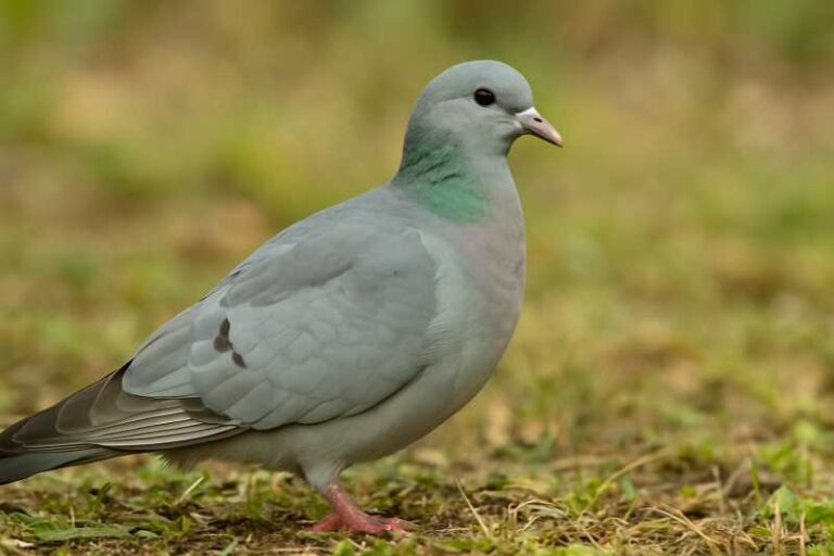 Image of a Stock Dove in its natural habitat