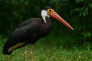 Image of a Storm's Stork in its natural habitat
