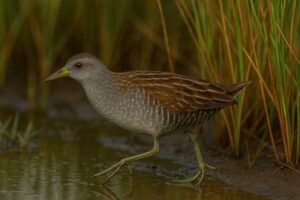 Image of a Striped Crake in its natural habitat