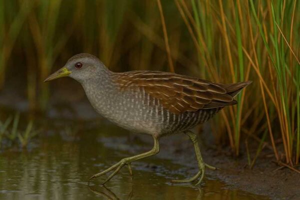 Discover the Elusive Crake Bird Family