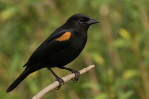 Tawny shouldered blackbird