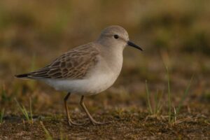Image of a Temminck's Stint in its natural habitat