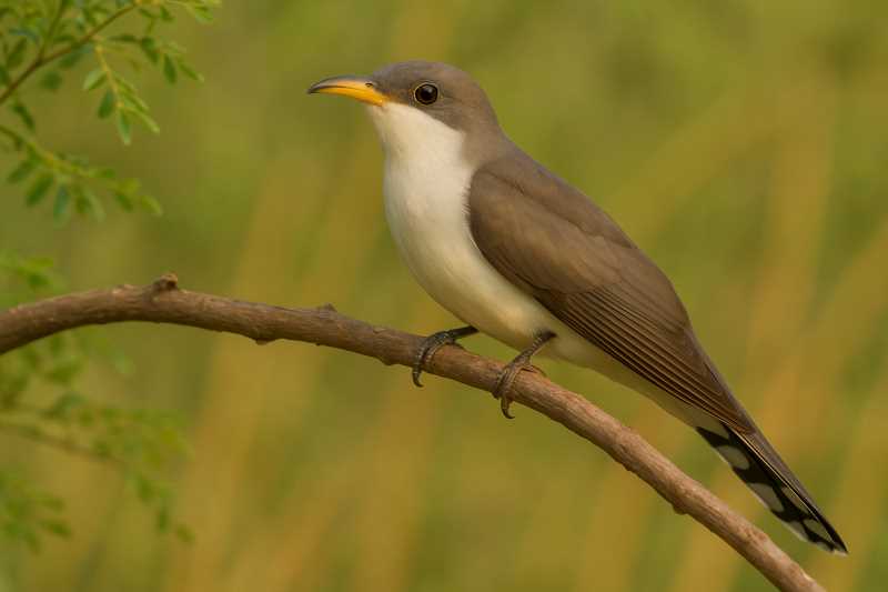 Image of a Thick-billed Cuckoo in its natural habitat