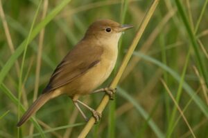 Image of a Thick billed warbler