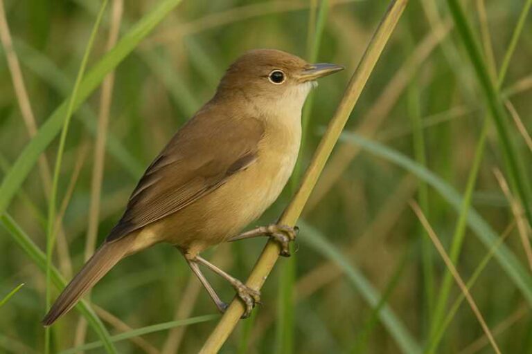 Image of a Thick billed warbler