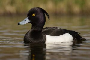 Image of a Tufted duck