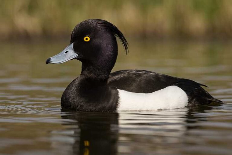 Image of a Tufted duck