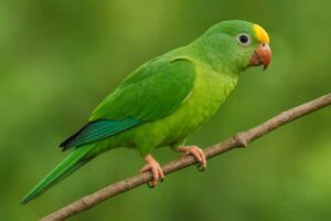 Image of a Tui Parakeet in its natural habitat