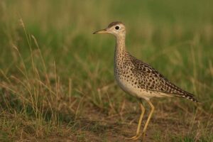 Image of a Upland Sandpiper in its natural habitat
