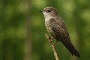 Image of a Vaux's Swift in its natural habitat