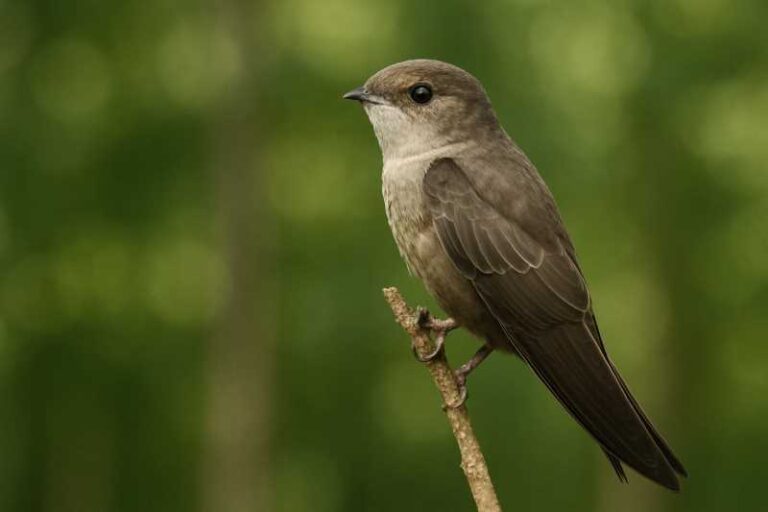 Image of a Vaux's Swift in its natural habitat