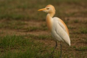 Image of a Western cattle egret